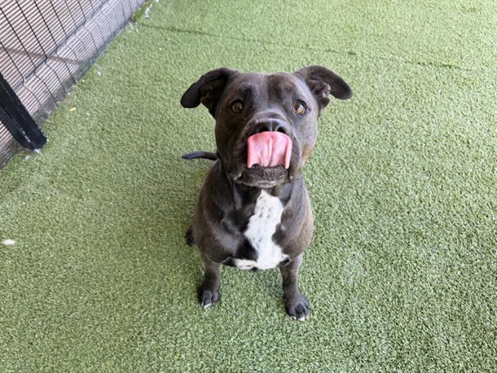 BRUCE
