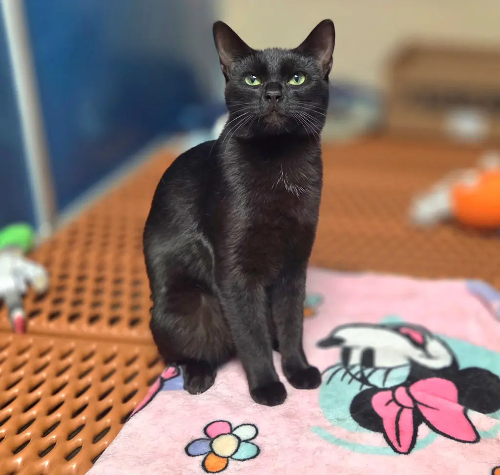 Miko=^.^=