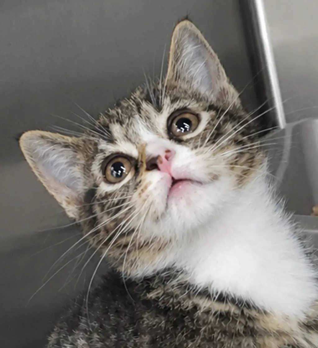 Kitten Bolo
