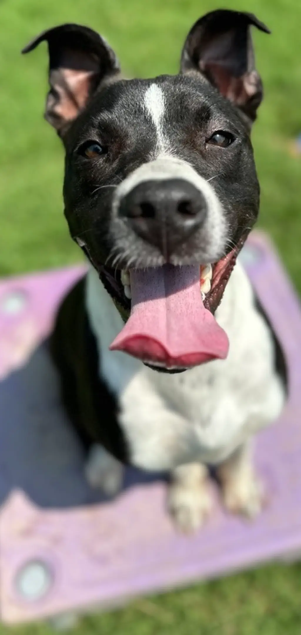 Bogee