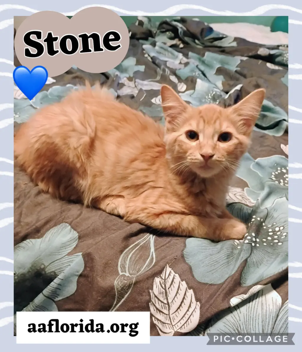 Stone