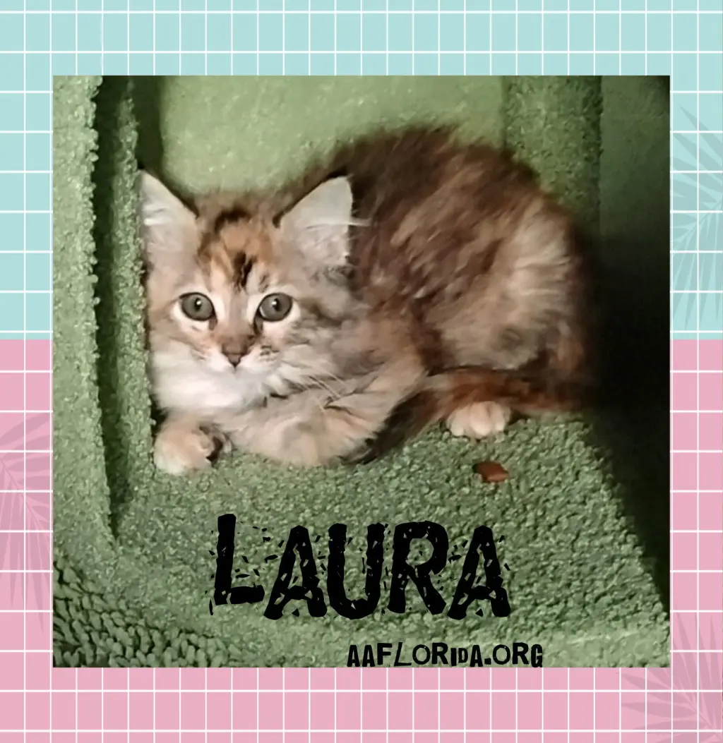 Laura