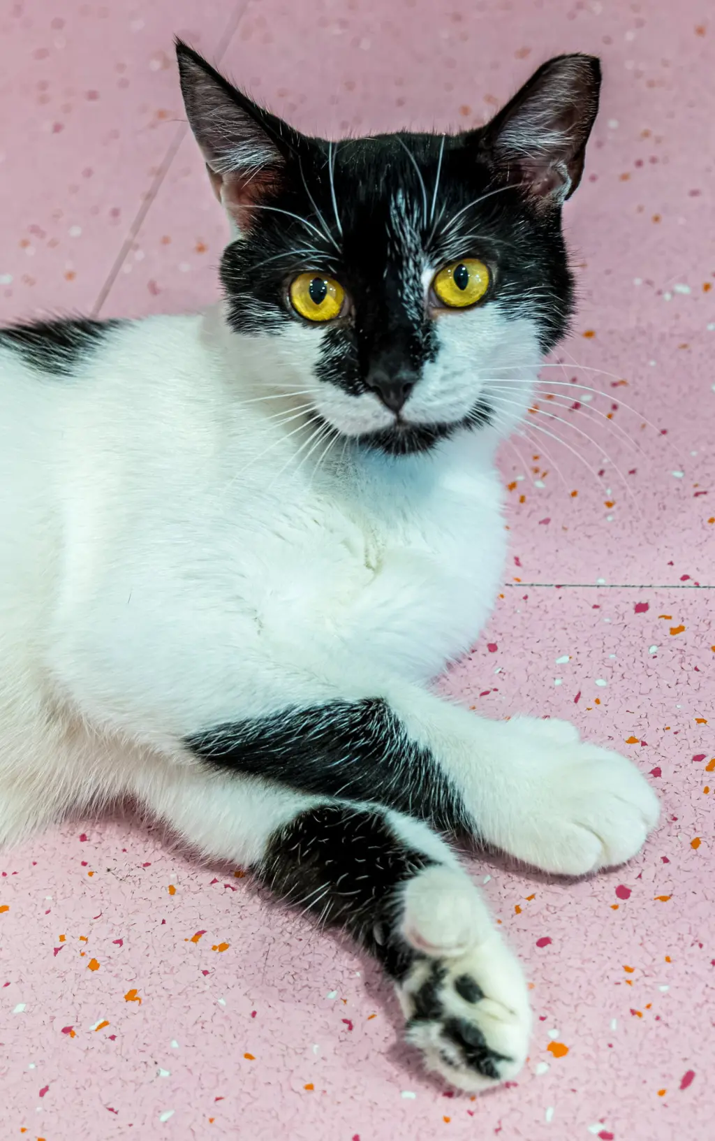 Monty - KBC (bonded with Jeannae)