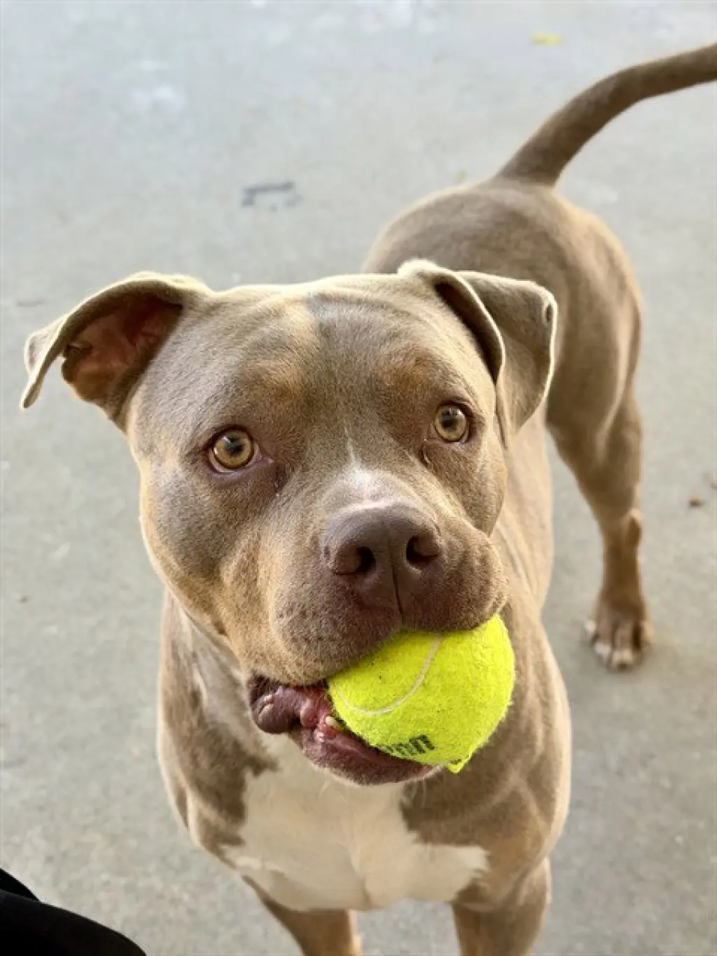ENZO
