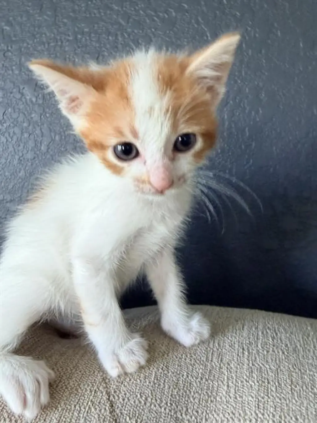 JASPER