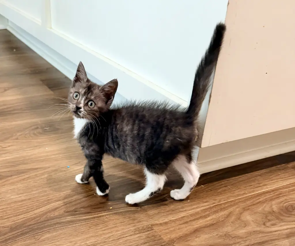 Catspiracy (Available for pre-adoption)