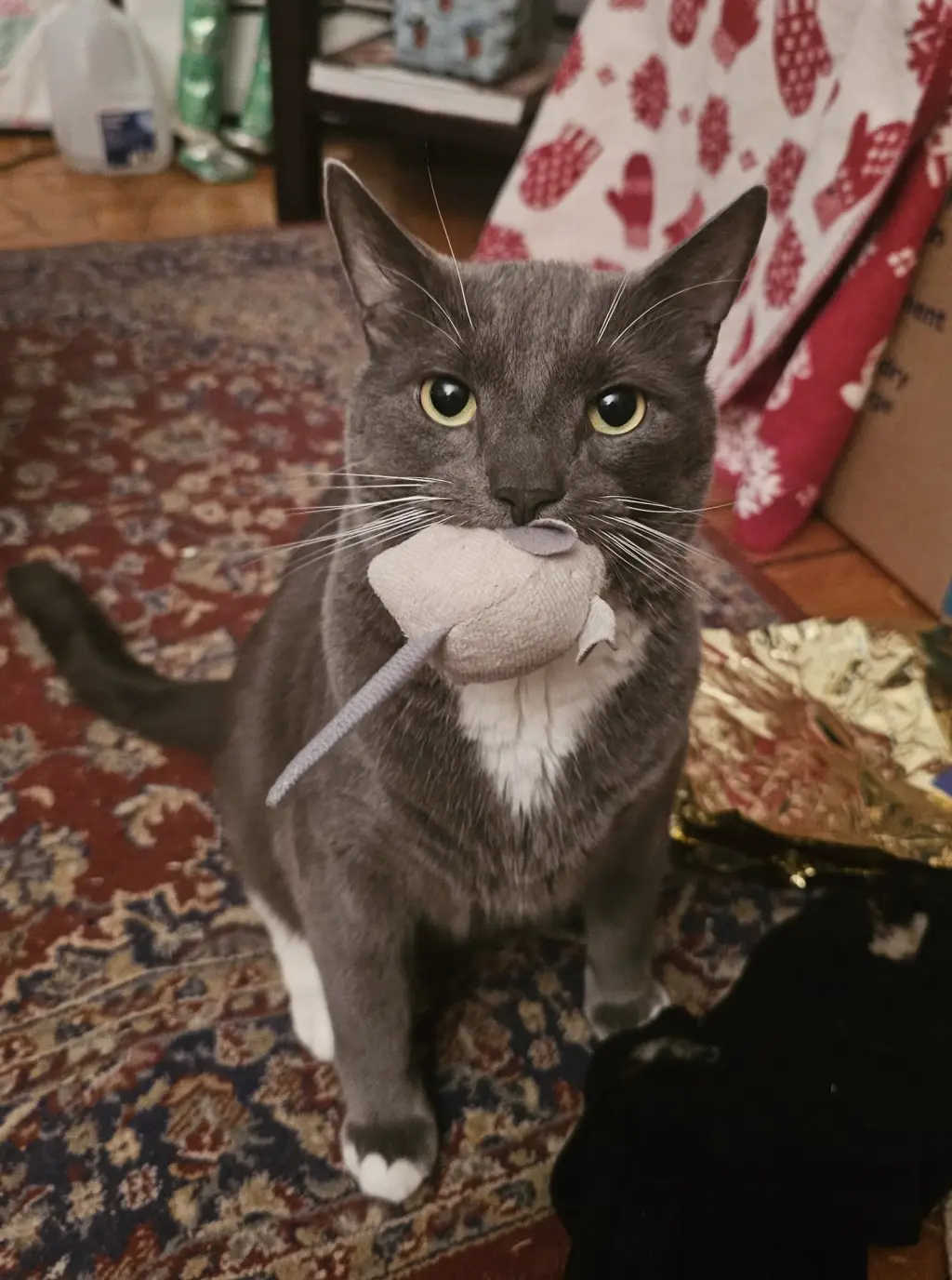 Bruce