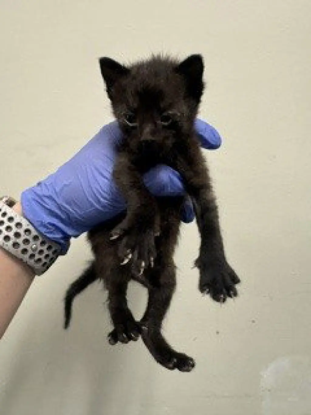 ONYX