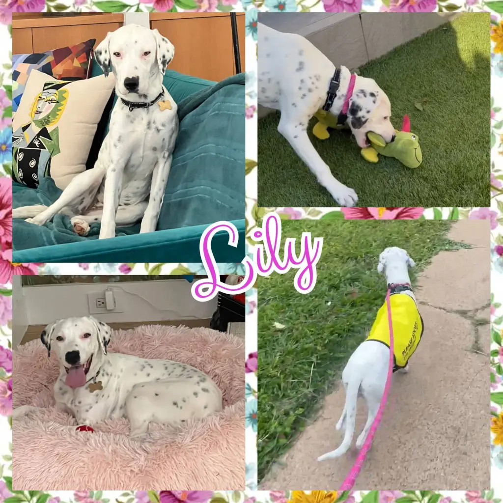 Lily