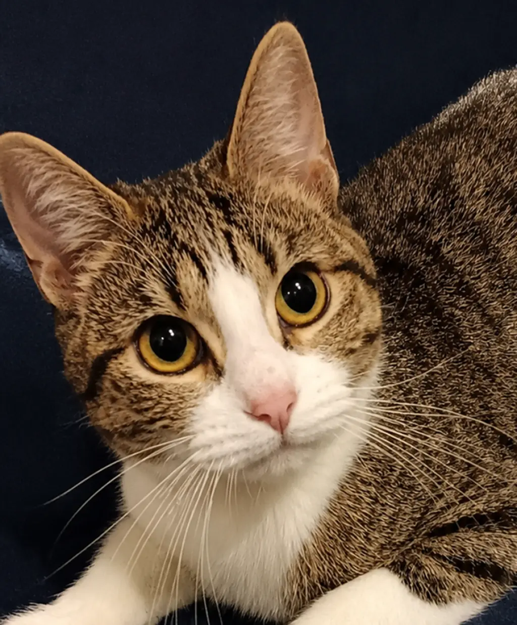 Kitten Tigger