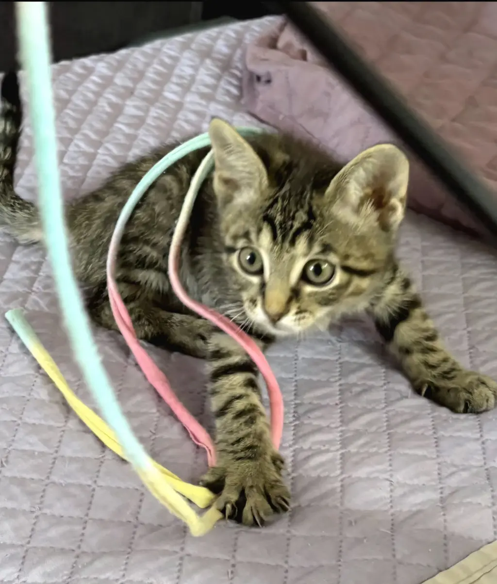 Bobbie