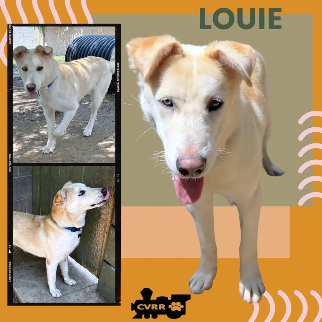 Louie