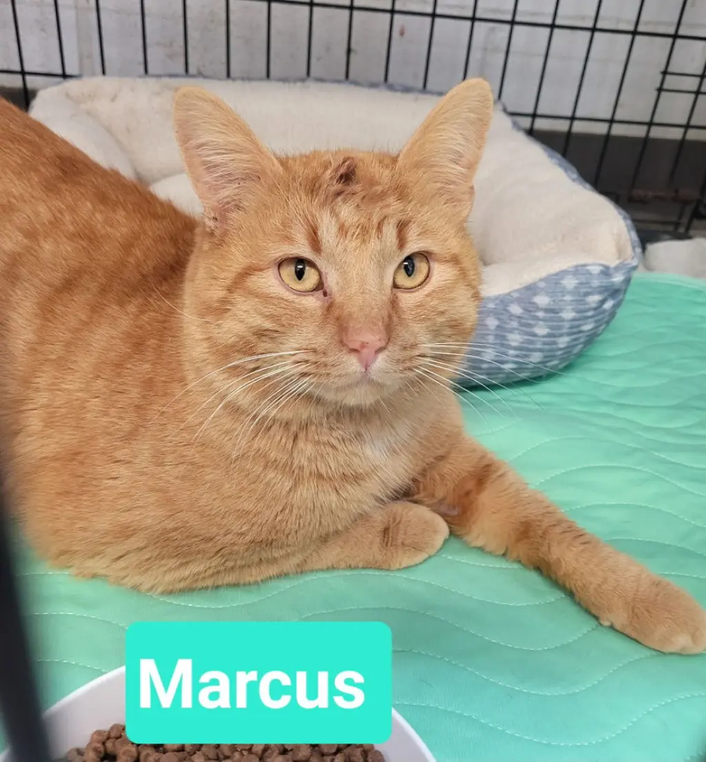 Marcus