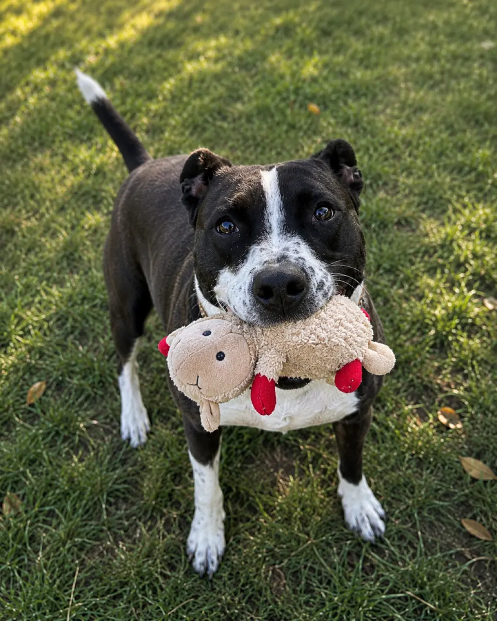 Sadie