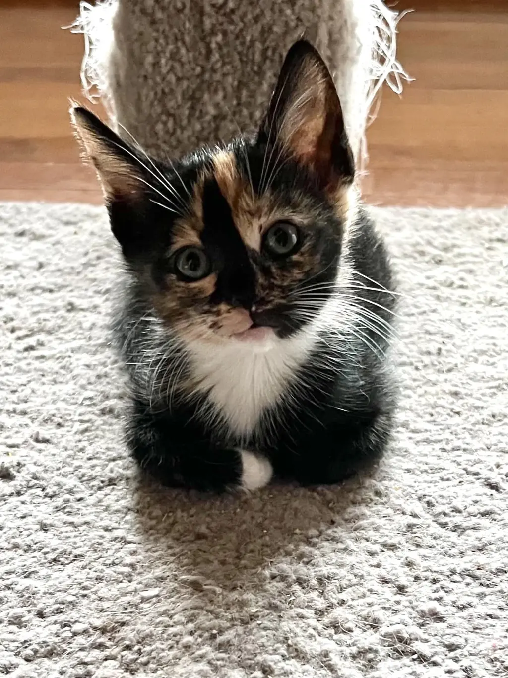 Meowserati (Available for pre-adoption)