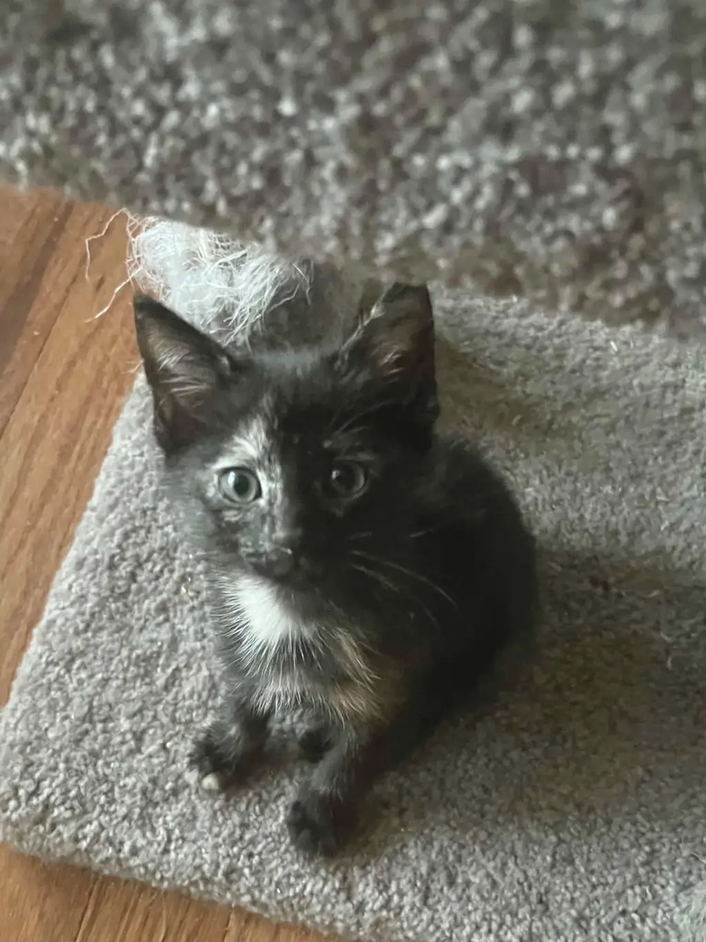 Cattylac (Available for pre-adoption)