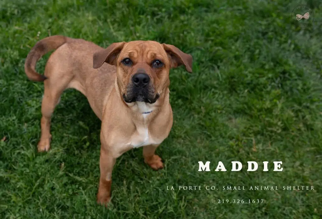 Maddie