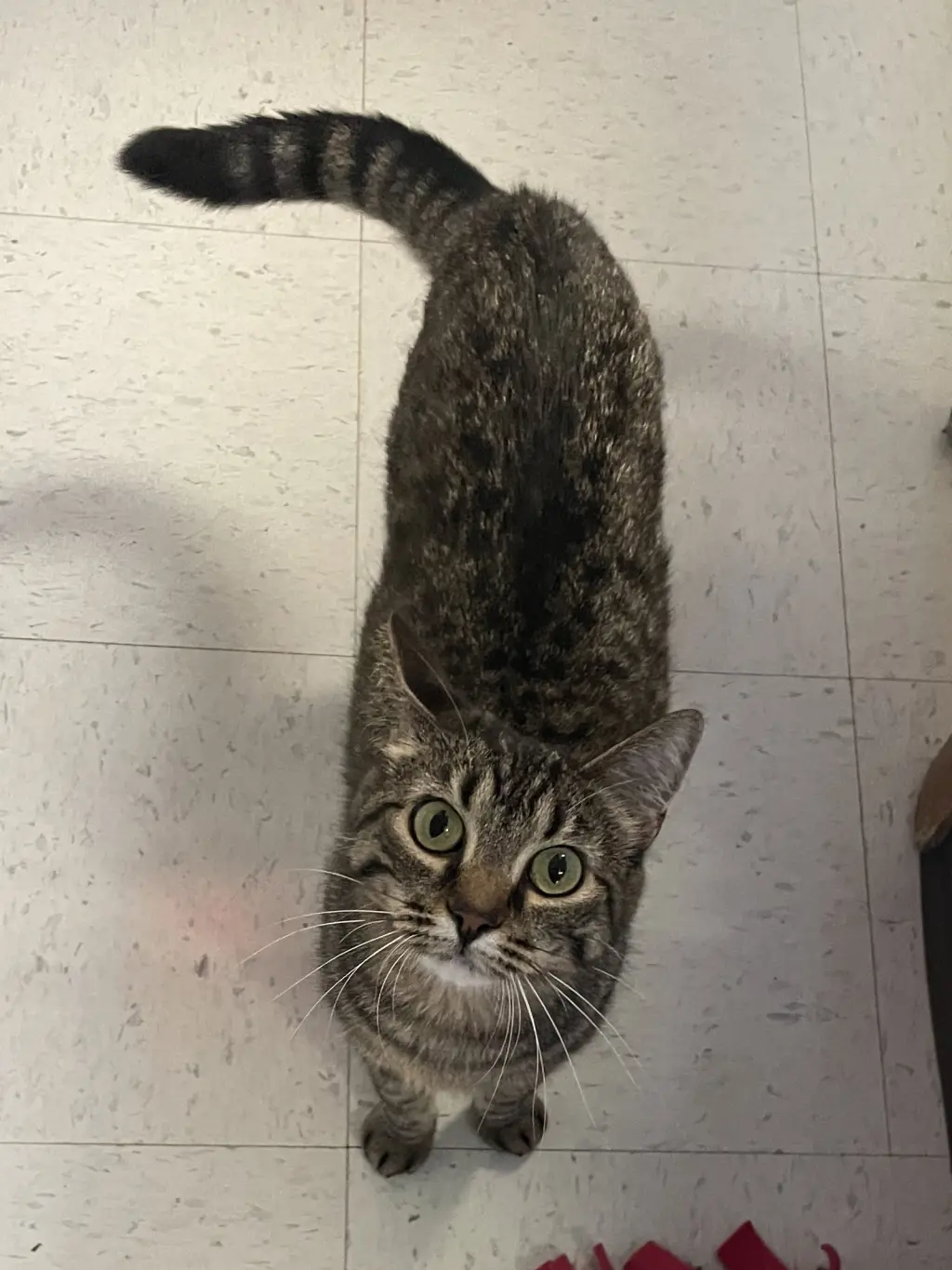 Buddy (bonded pair with Little One)