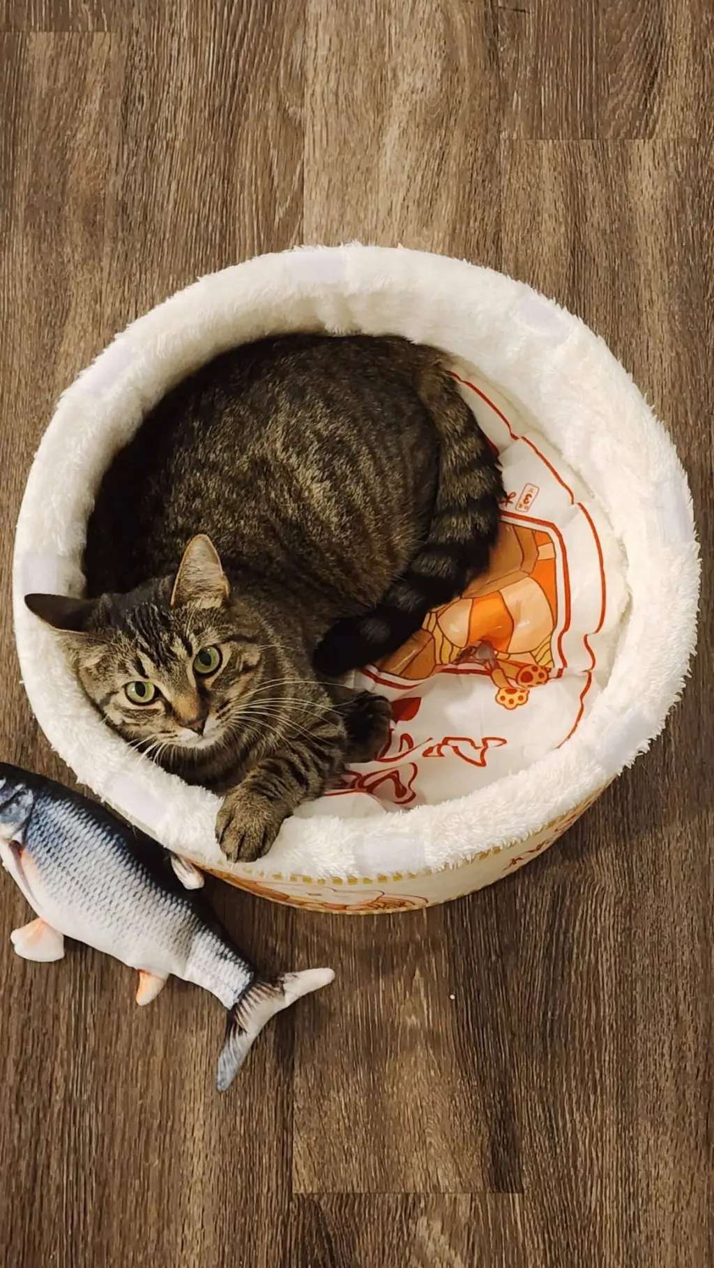 Little One (bonded pair with Buddy)