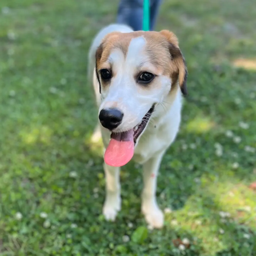 RUBY HOPE LOWER FEE