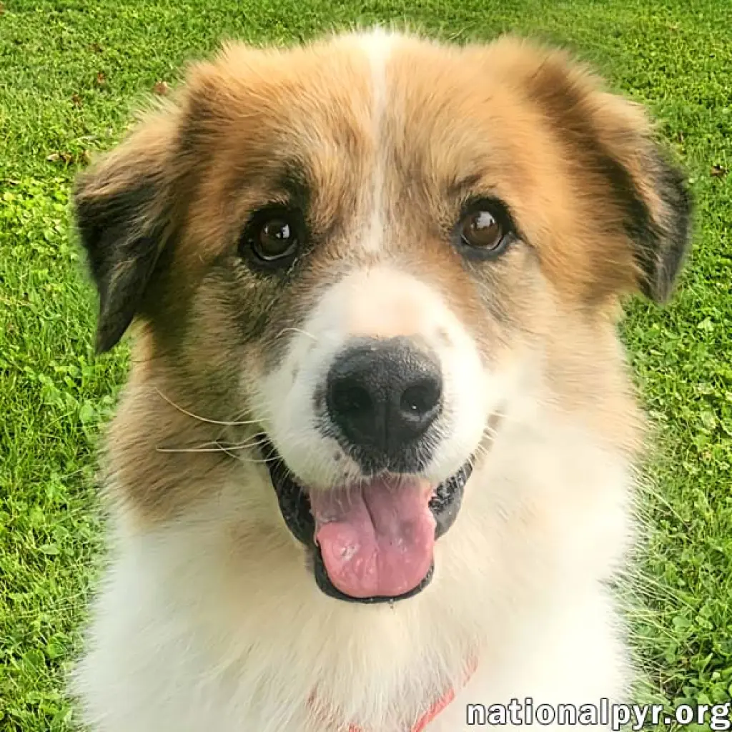 Runt in KY - Walks Great On Leash!