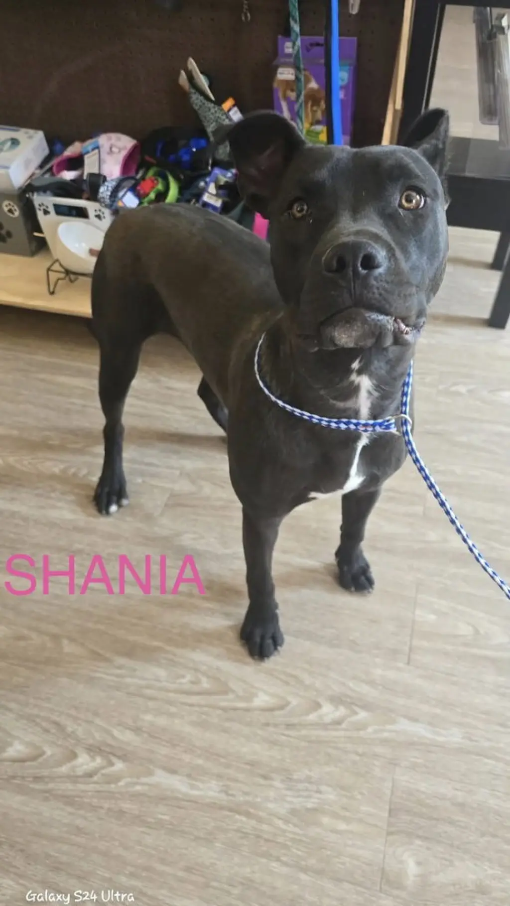 Shania