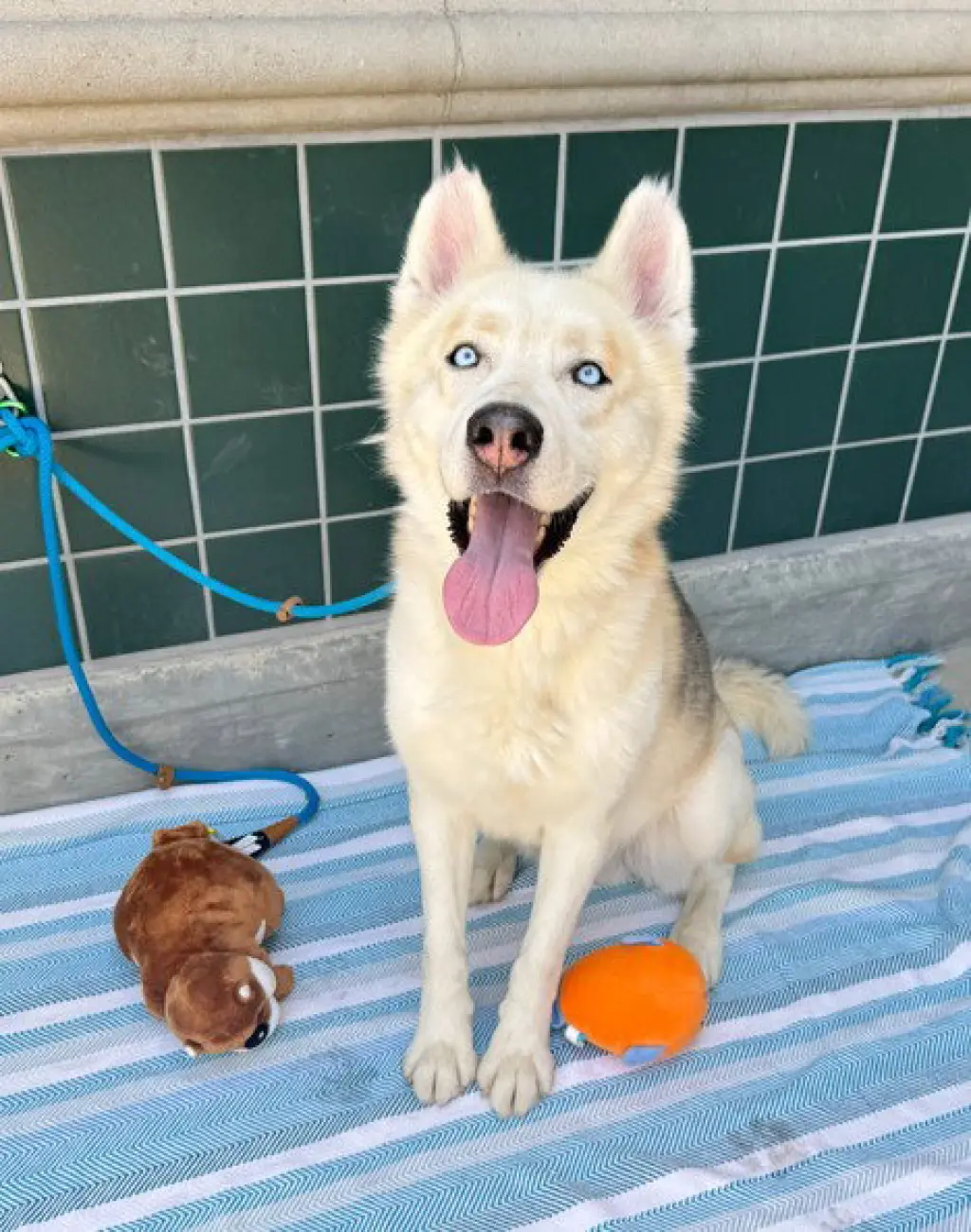 BALTO