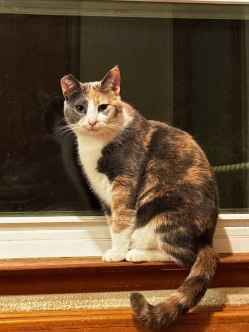 Miso