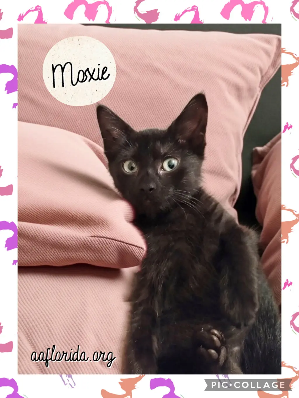 Moxie