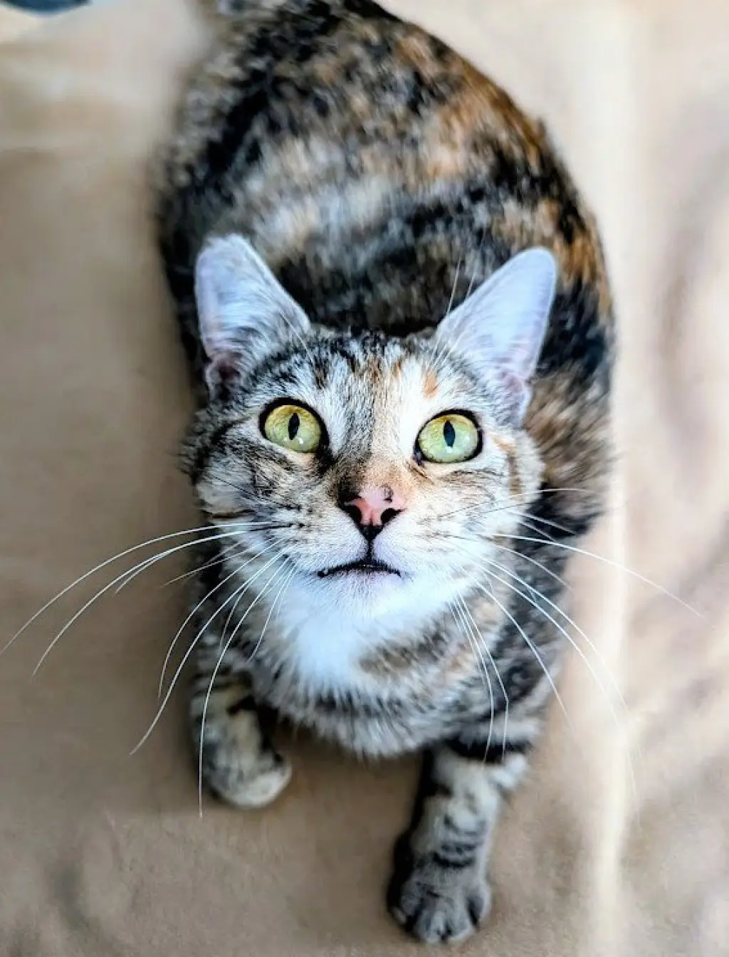Jasper