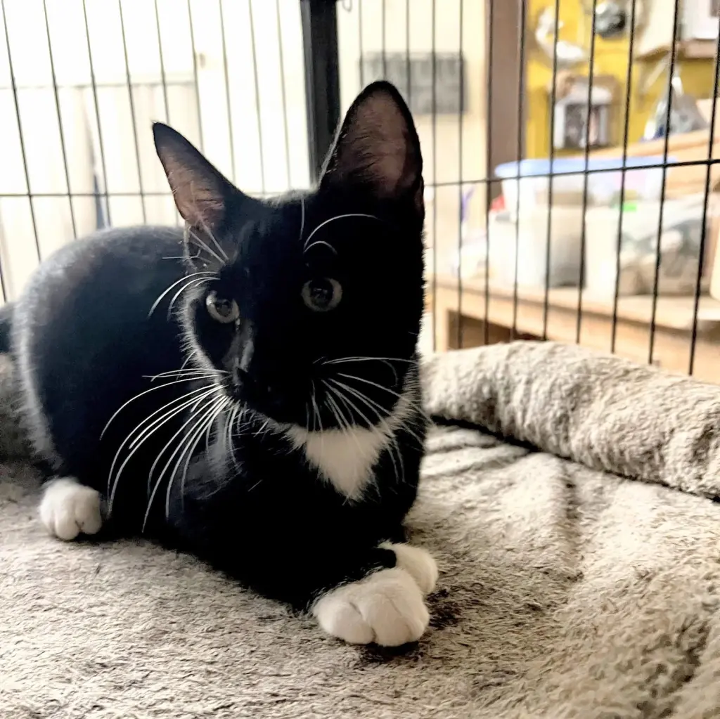 Nyssa