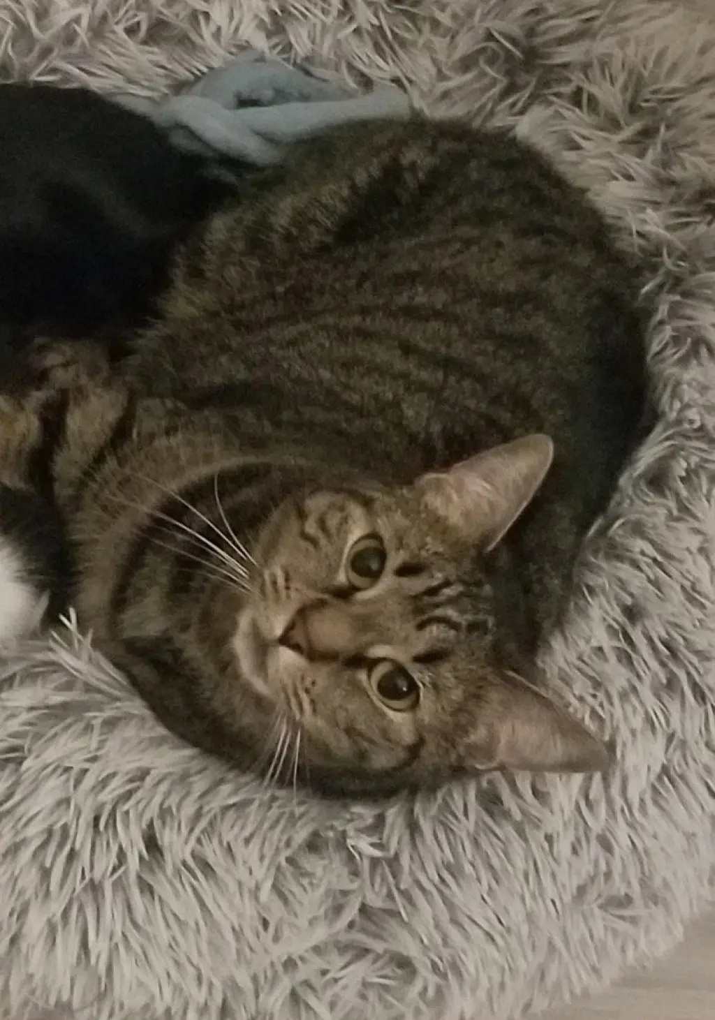 Vinette (Vinny)