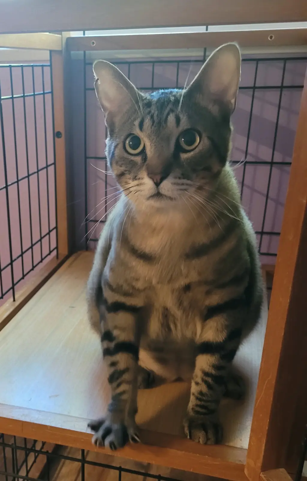 Juniper