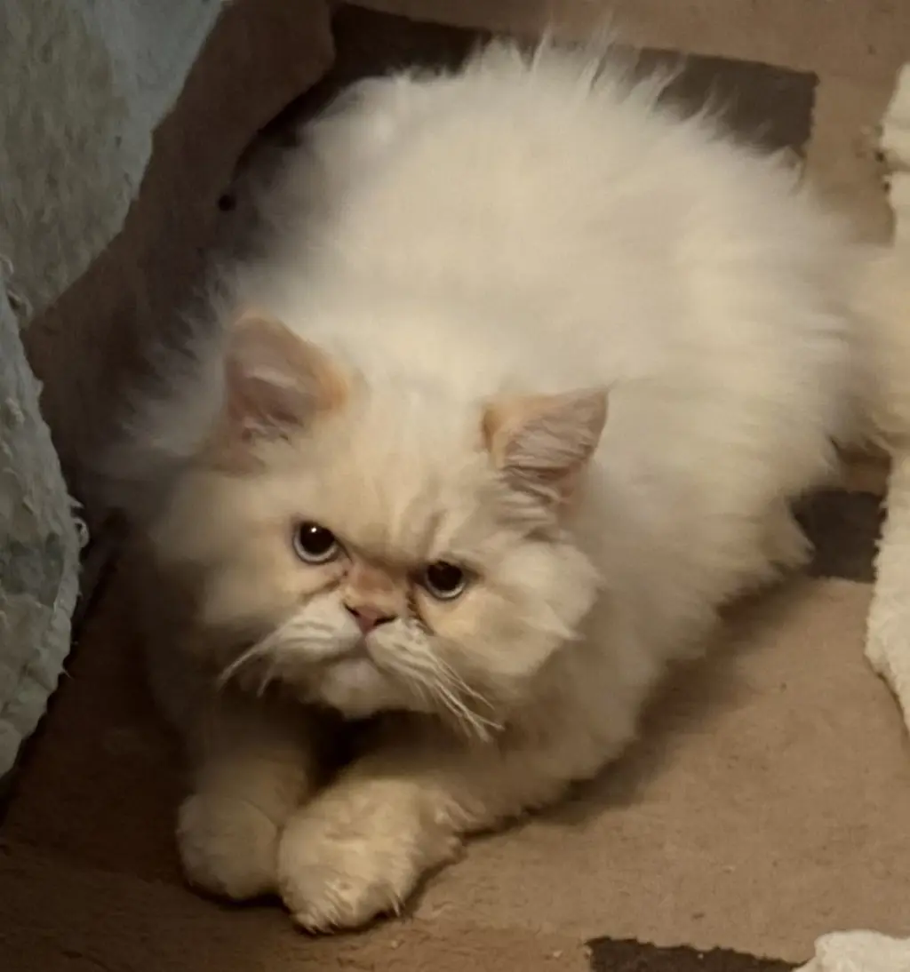 KONRAD