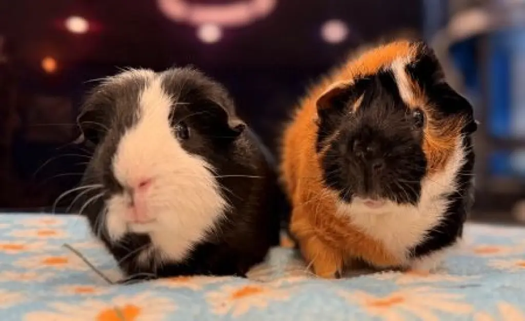 Max & Finley