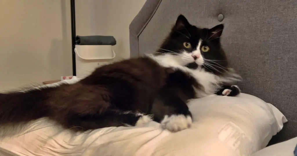 ELESSAR #1885 - Offered by Owner - Fluffy Male Tux