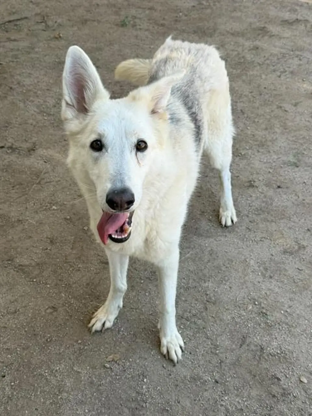 HEIDI