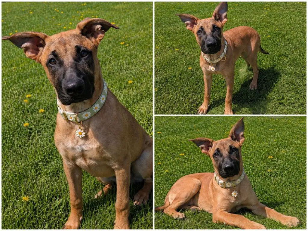 BENNY