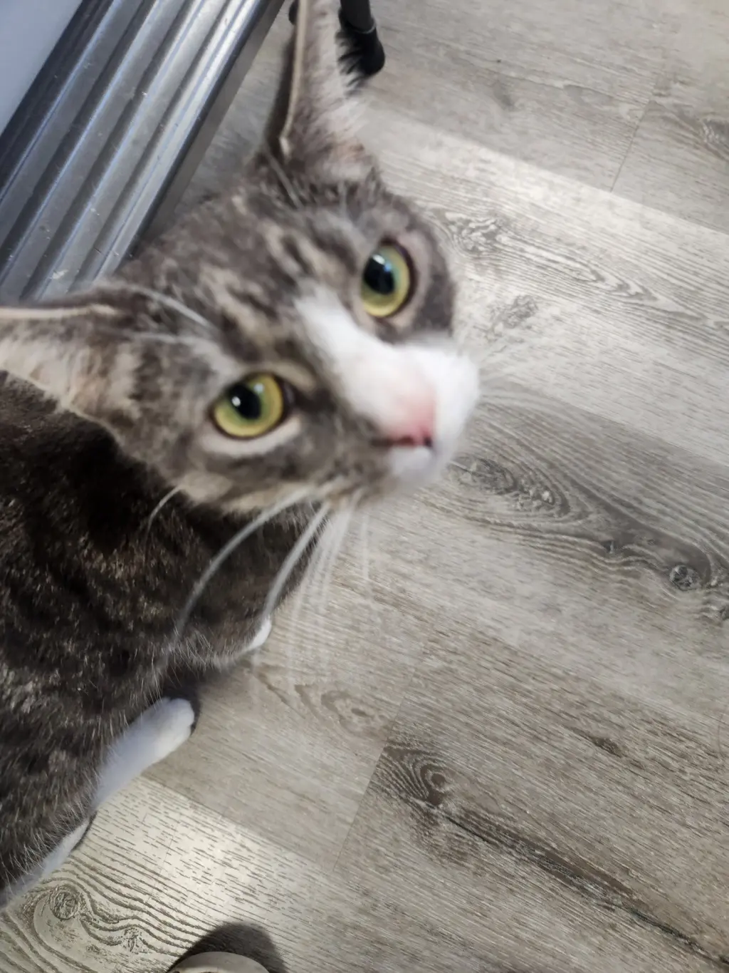 Abbie