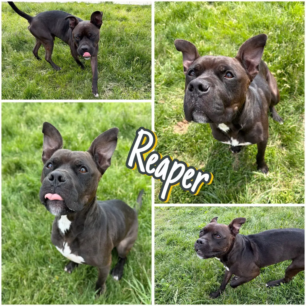 Reaper - Long Term Resident-Sponsored