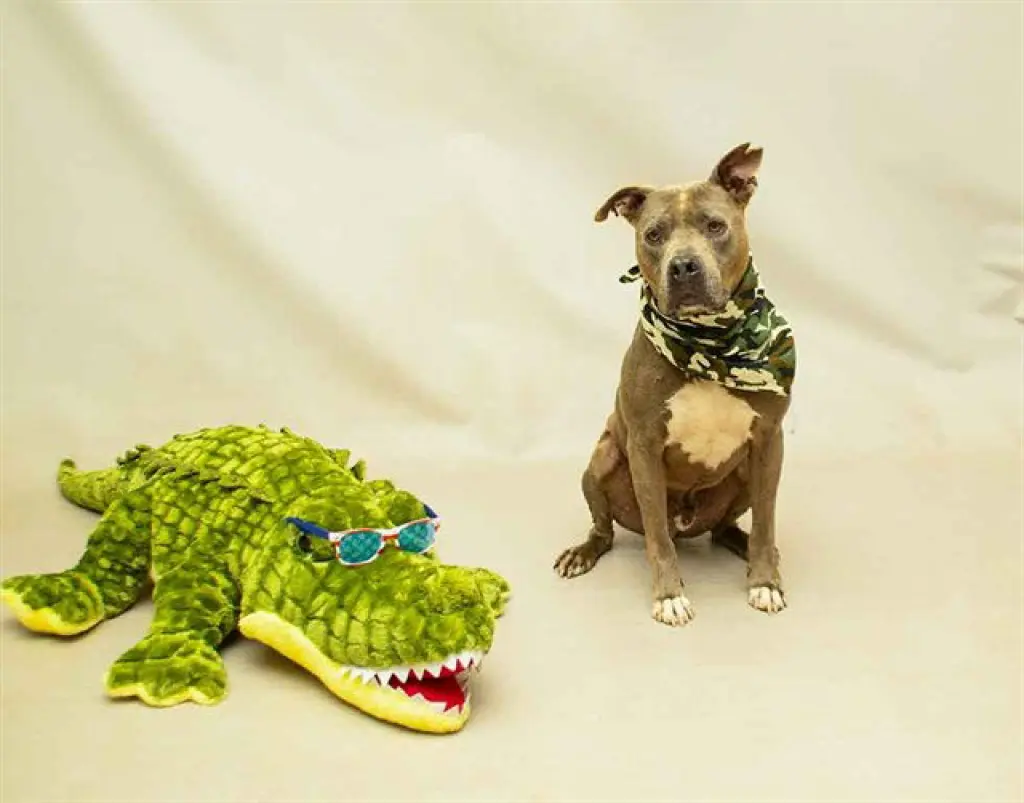 SARG