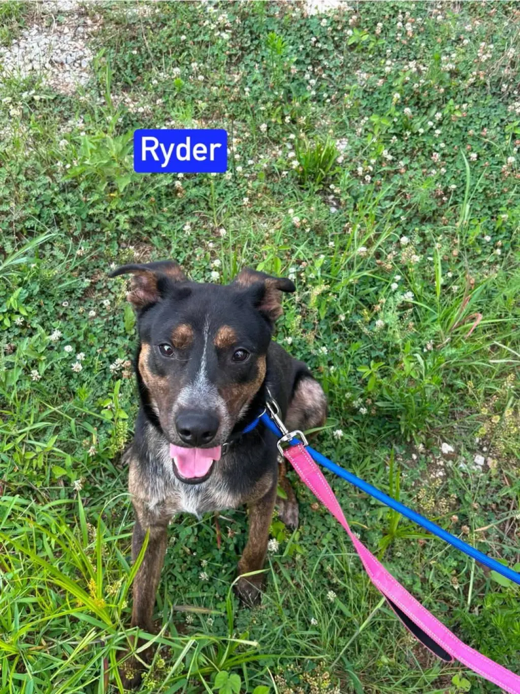 Ryder