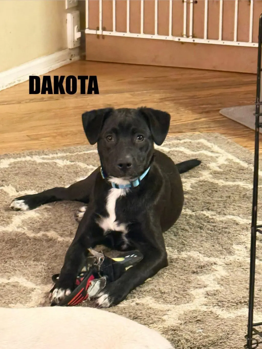 Dakota