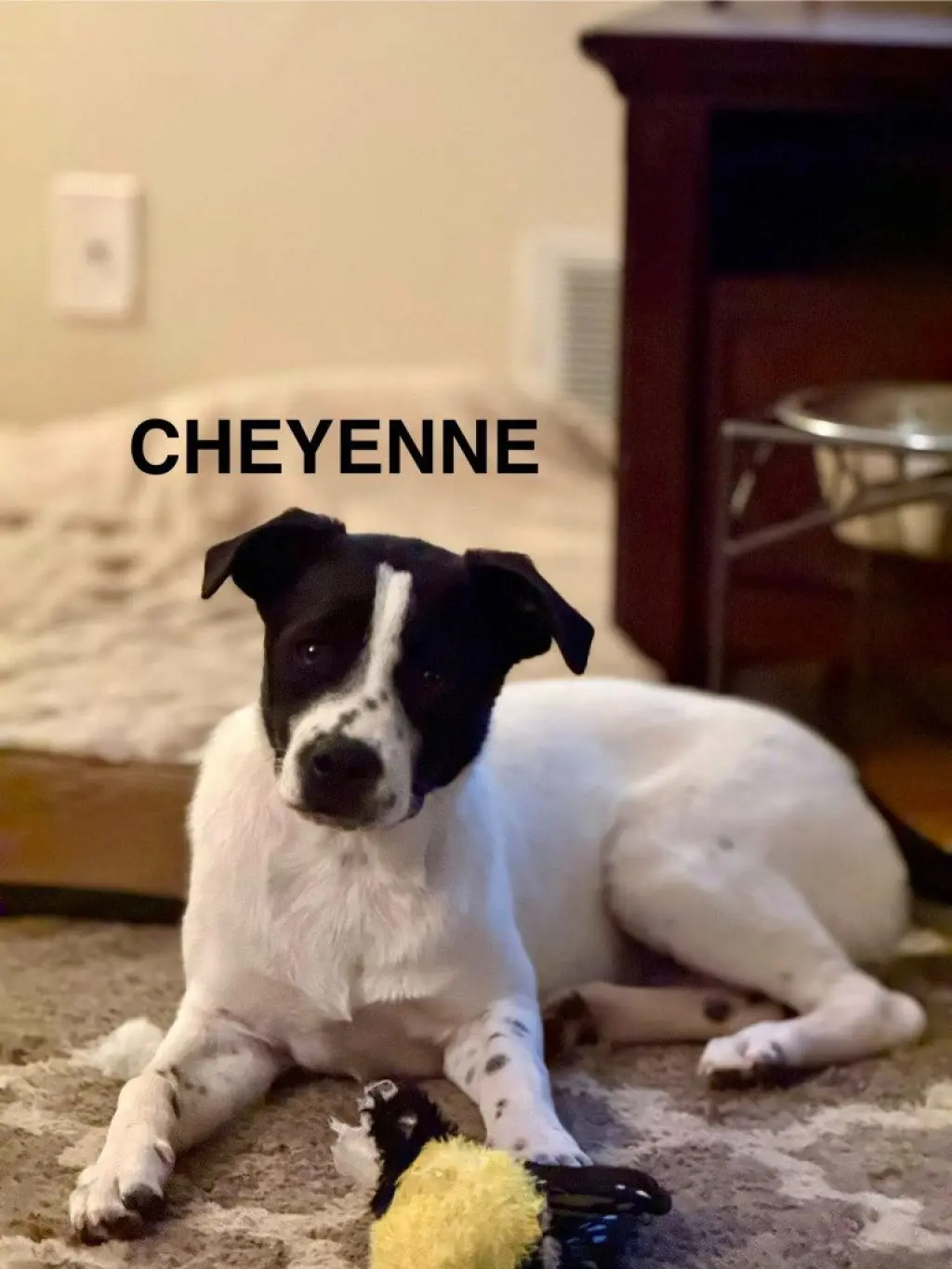 Cheyenne