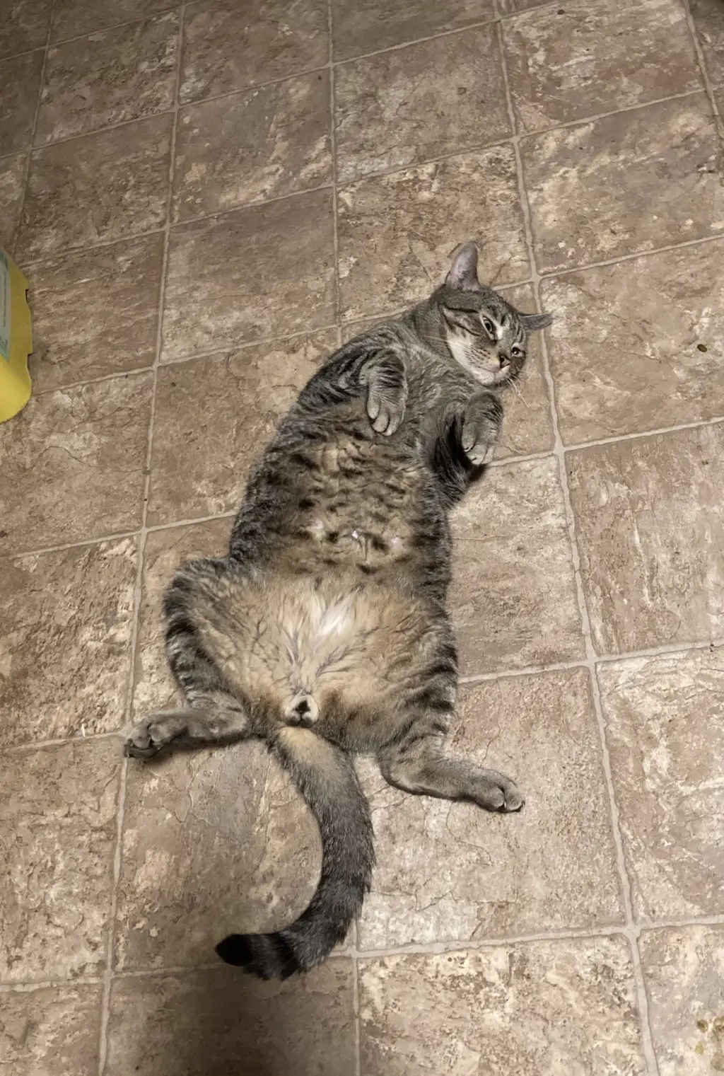 Cosmo