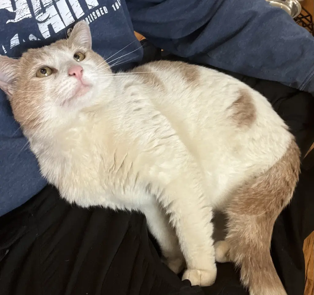 Chester