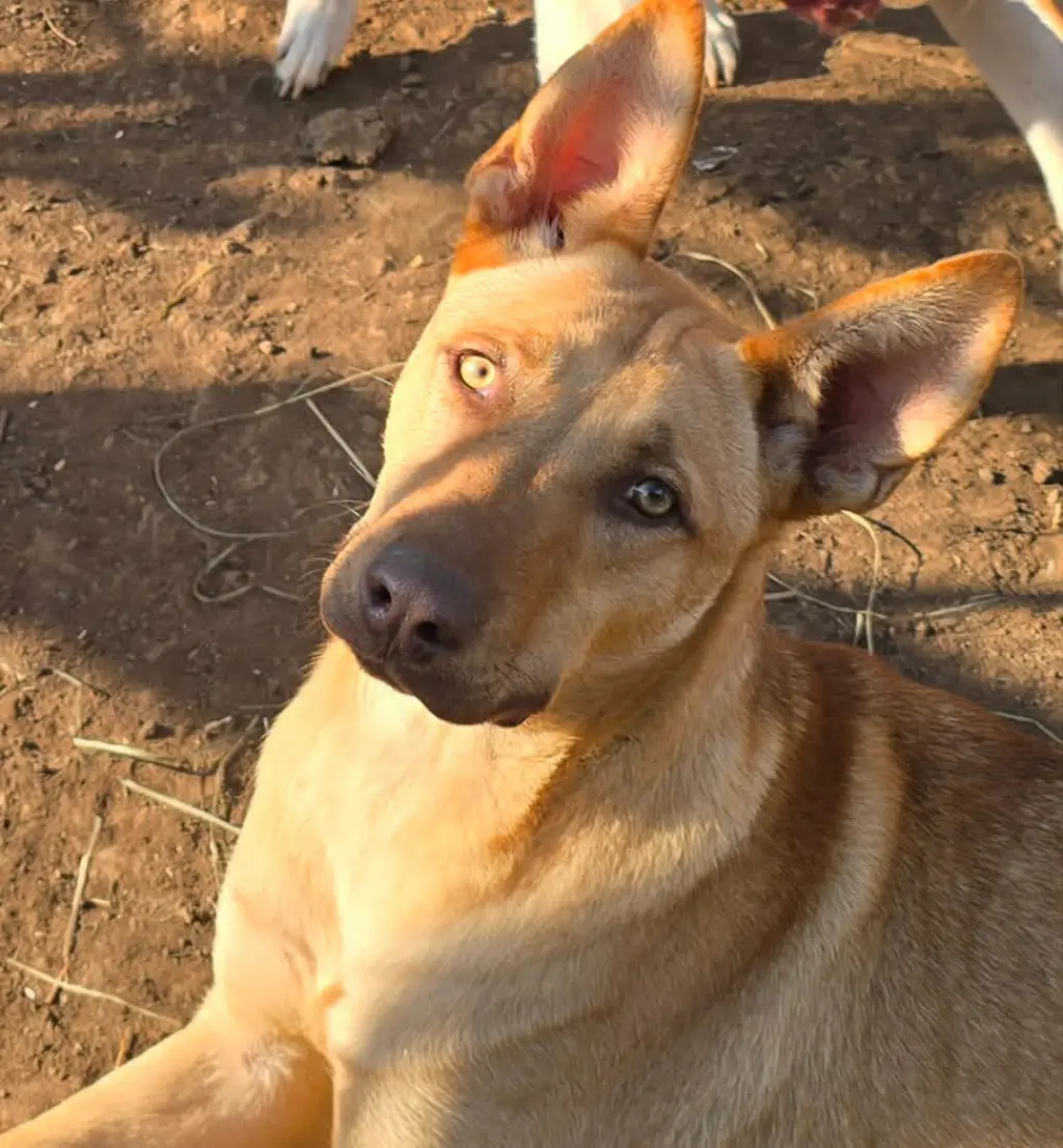 Nachito