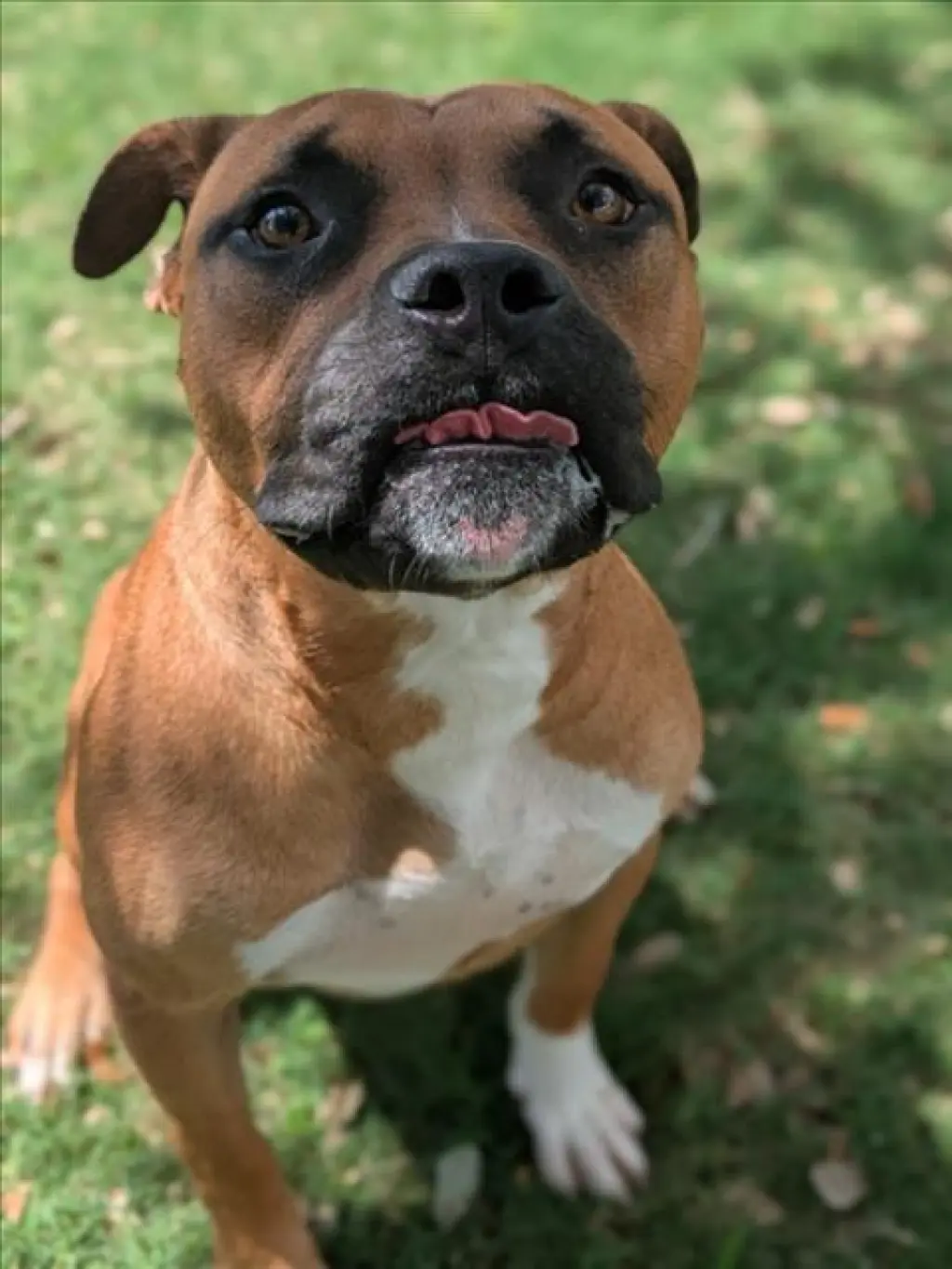 ALI