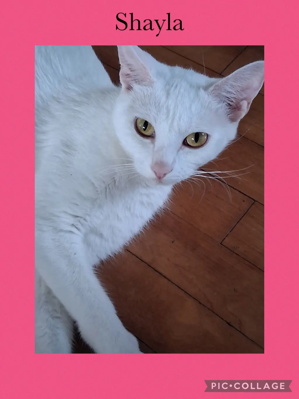 Shaylah aka Shylah