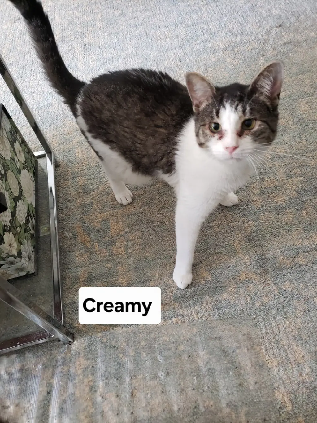Creamy